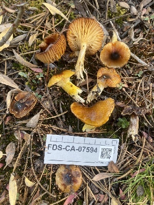 ( - FDS-CA-07594)  @11 [ ] c (2024) Marinna Grijalva Fungal Diversity Survey