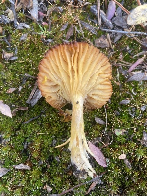  ( - FDS-CA-07594)  @11 [ ] c (2024) Marinna Grijalva Fungal Diversity Survey