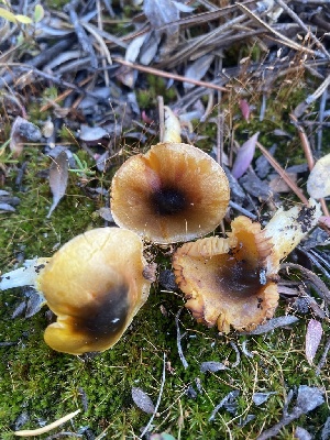  ( - FDS-CA-07594)  @11 [ ] c (2024) Marinna Grijalva Fungal Diversity Survey