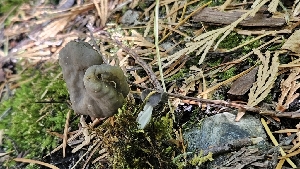  ( - FDS-CA-01114)  @11 [ ] by-nc (2024) Thea Chesney Fungal Diversity Survey