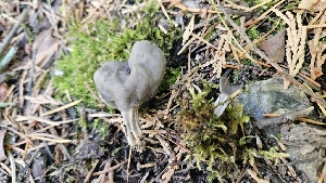  ( - FDS-CA-01114)  @11 [ ] by-nc (2024) Thea Chesney Fungal Diversity Survey