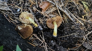  ( - FDS-CA-01115)  @11 [ ] by-nc (2024) Thea Chesney Fungal Diversity Survey
