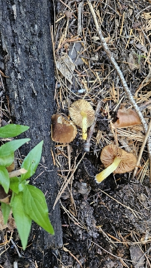  ( - FDS-CA-01115)  @11 [ ] by-nc (2024) Thea Chesney Fungal Diversity Survey