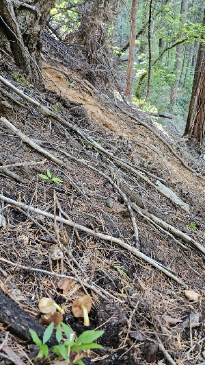  ( - FDS-CA-01115)  @11 [ ] by-nc (2024) Thea Chesney Fungal Diversity Survey