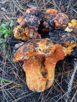  ( - FDS-CA-07590)  @11 [ ] c (2024) Marinna Grijalva Fungal Diversity Survey