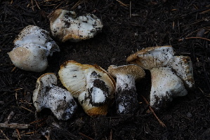  (Hygrophorus bakerensis - FDS-CA-05454)  @11 [ ] by-nc (2024) Unspecified Fungal Diversity Survey