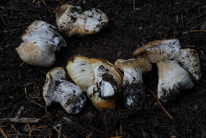  ( - FDS-CA-05454)  @11 [ ] by-nc (2024) Unspecified Fungal Diversity Survey