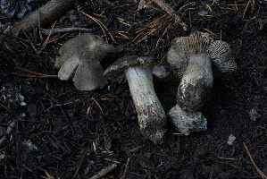  ( - FDS-CA-05453)  @11 [ ] by-nc (2024) Unspecified Fungal Diversity Survey