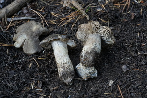  ( - FDS-CA-05453)  @11 [ ] by-nc (2024) Unspecified Fungal Diversity Survey