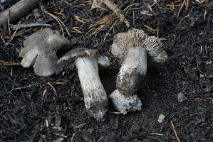  ( - FDS-CA-05453)  @11 [ ] by-nc (2024) Unspecified Fungal Diversity Survey