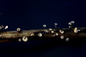  ( - FDS-CA-05452)  @11 [ ] by-nc (2024) Unspecified Fungal Diversity Survey