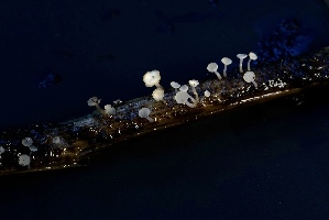  (Cyathicula sp. CA02 - FDS-CA-05452)  @11 [ ] by-nc (2024) Unspecified Fungal Diversity Survey