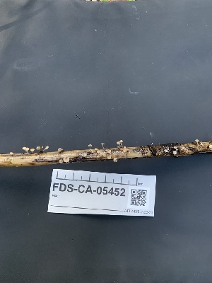  ( - FDS-CA-05452)  @11 [ ] by-nc (2024) Unspecified Fungal Diversity Survey