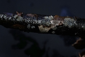  (Mollisia sp. CA06 - FDS-CA-05449)  @11 [ ] by-nc (2024) Unspecified Fungal Diversity Survey