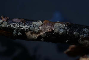  ( - FDS-CA-05449)  @11 [ ] by-nc (2024) Unspecified Fungal Diversity Survey