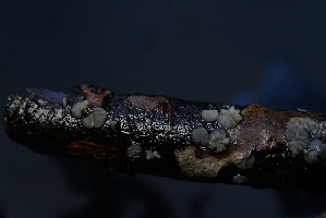  ( - FDS-CA-05449)  @11 [ ] by-nc (2024) Unspecified Fungal Diversity Survey