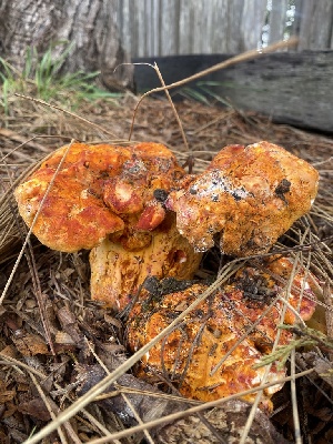  ( - FDS-CA-07590)  @11 [ ] c (2024) Marinna Grijalva Fungal Diversity Survey