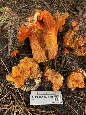  ( - FDS-CA-07590)  @11 [ ] c (2024) Marinna Grijalva Fungal Diversity Survey