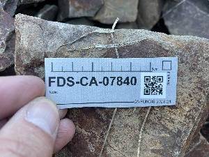  ( - FDS-CA-07840)  @11 [ ] by-nc (2024) Damon Tighe Fungal Diversity Survey