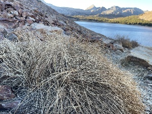  ( - FDS-CA-07840)  @11 [ ] by-nc (2024) Damon Tighe Fungal Diversity Survey