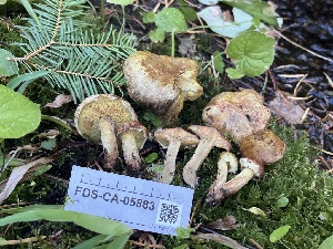  ( - FDS-CA-05883)  @11 [ ] by-nc (2024) Dean Lyons Fungal Diversity Survey