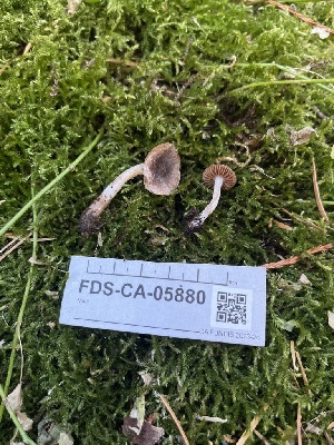  ( - FDS-CA-05880)  @11 [ ] by-nc (2024) Dean Lyons Fungal Diversity Survey