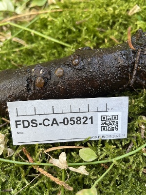 ( - FDS-CA-05821)  @11 [ ] by-nc (2024) Dean Lyons Fungal Diversity Survey
