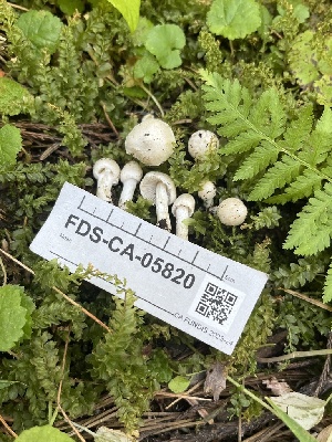  ( - FDS-CA-05820)  @11 [ ] by-nc (2024) Dean Lyons Fungal Diversity Survey