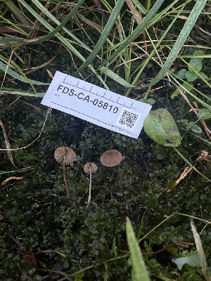  ( - FDS-CA-05810)  @11 [ ] by-nc (2024) Dean Lyons Fungal Diversity Survey