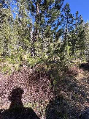  ( - FDS-CA-06915)  @11 [ ] by-nc (2024) Dean Lyons Fungal Diversity Survey