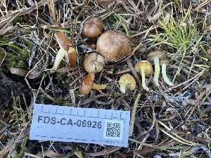  ( - FDS-CA-06926)  @11 [ ] by-nc (2024) Dean Lyons Fungal Diversity Survey