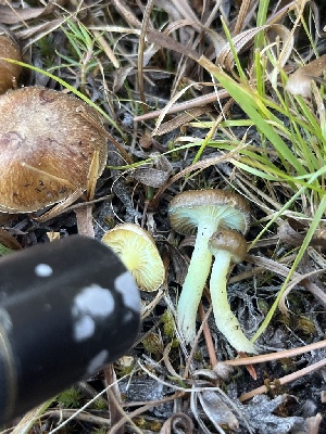  ( - FDS-CA-06926)  @11 [ ] by-nc (2024) Dean Lyons Fungal Diversity Survey