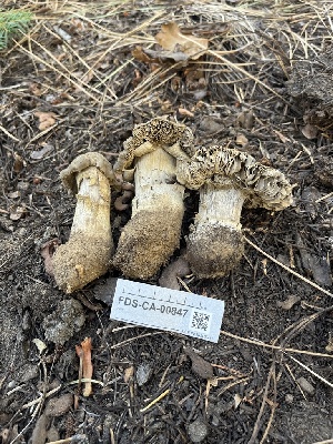  ( - FDS-CA-00847)  @11 [ ] by-nc (2024) Dean Lyons Fungal Diversity Survey