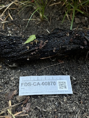  ( - FDS-CA-00870)  @11 [ ] by-nc (2024) Dean Lyons Fungal Diversity Survey