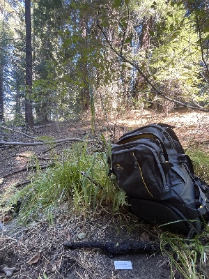  ( - FDS-CA-00870)  @11 [ ] by-nc (2024) Dean Lyons Fungal Diversity Survey