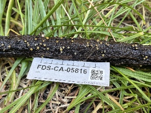  ( - FDS-CA-05816)  @11 [ ] by-nc (2024) Dean Lyons Fungal Diversity Survey