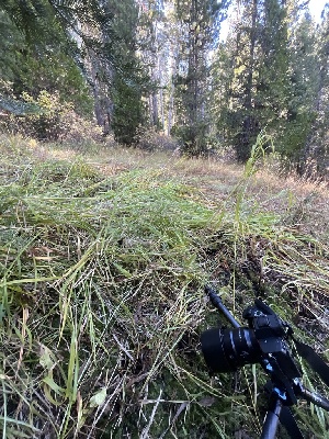  ( - FDS-CA-05812)  @11 [ ] by-nc (2024) Dean Lyons Fungal Diversity Survey