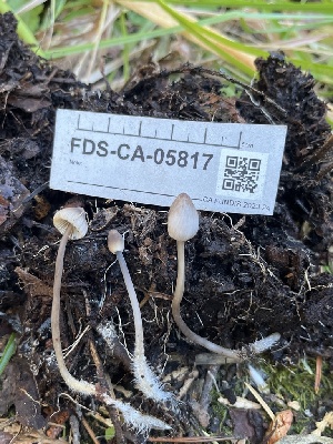  ( - FDS-CA-05817)  @11 [ ] by-nc (2024) Dean Lyons Fungal Diversity Survey