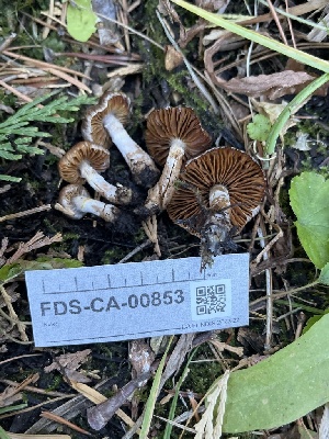  ( - FDS-CA-00853)  @11 [ ] by-nc (2024) Dean Lyons Fungal Diversity Survey