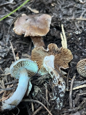  ( - FDS-CA-00857)  @11 [ ] by-nc (2024) Dean Lyons Fungal Diversity Survey