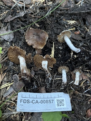  ( - FDS-CA-00857)  @11 [ ] by-nc (2024) Dean Lyons Fungal Diversity Survey