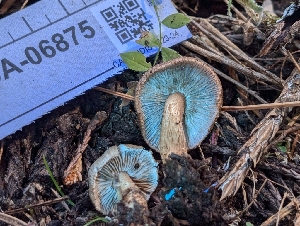  ( - FDS-CA-06875)  @11 [ ] by-nc (2024) Stu Pickell Fungal Diversity Survey