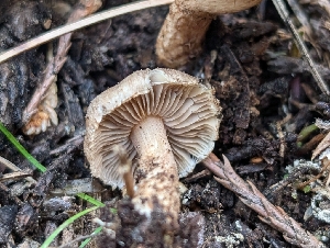  ( - FDS-CA-06875)  @11 [ ] by-nc (2024) Stu Pickell Fungal Diversity Survey