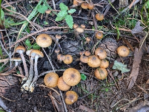  ( - FDS-CA-06902)  @11 [ ] by-nc (2024) Stu Pickell Fungal Diversity Survey