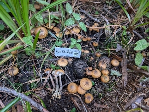  ( - FDS-CA-06902)  @11 [ ] by-nc (2024) Stu Pickell Fungal Diversity Survey