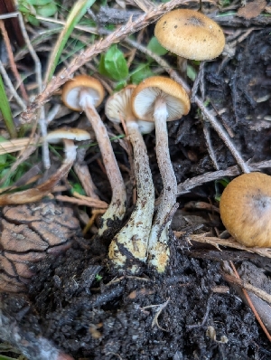  ( - FDS-CA-06902)  @11 [ ] by-nc (2024) Stu Pickell Fungal Diversity Survey
