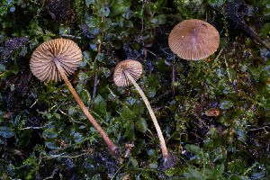  (Conocybe sp. michiganensis-PNW05 - FDS-CA-05810)  @11 [ ] by-nc (2024) Dean Lyons Fungal Diversity Survey