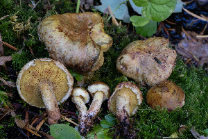  ( - FDS-CA-05883)  @11 [ ] by-nc (2024) Dean Lyons Fungal Diversity Survey
