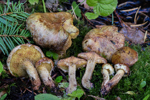  ( - FDS-CA-05883)  @11 [ ] by-nc (2024) Dean Lyons Fungal Diversity Survey