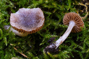  ( - FDS-CA-05880)  @11 [ ] by-nc (2024) Dean Lyons Fungal Diversity Survey
